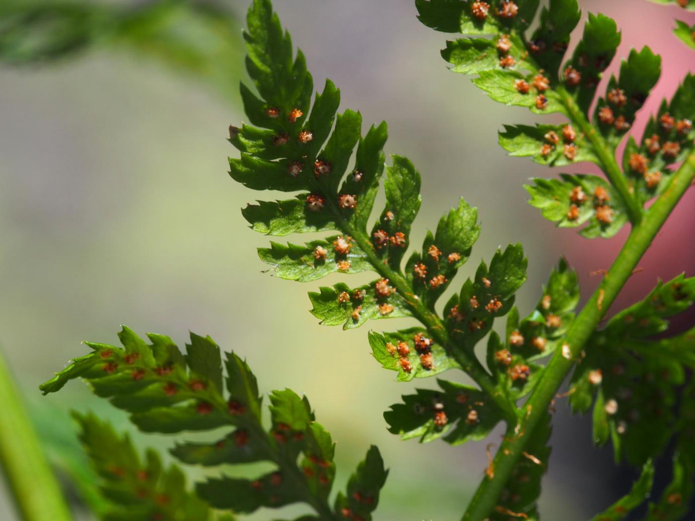 Fern, Northern Buckler flower